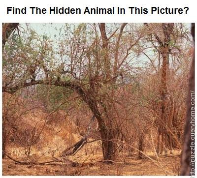 Find The Hidden Animal In the Following Pictures?