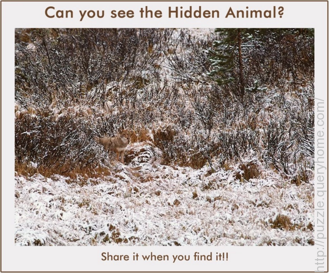 Find The Hidden Animal In the Following Pictures?